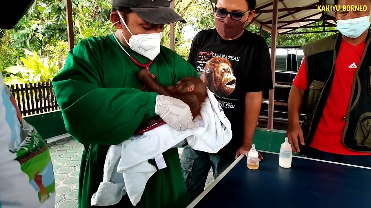 Baby orangutan Oso goes to rehabilitation center