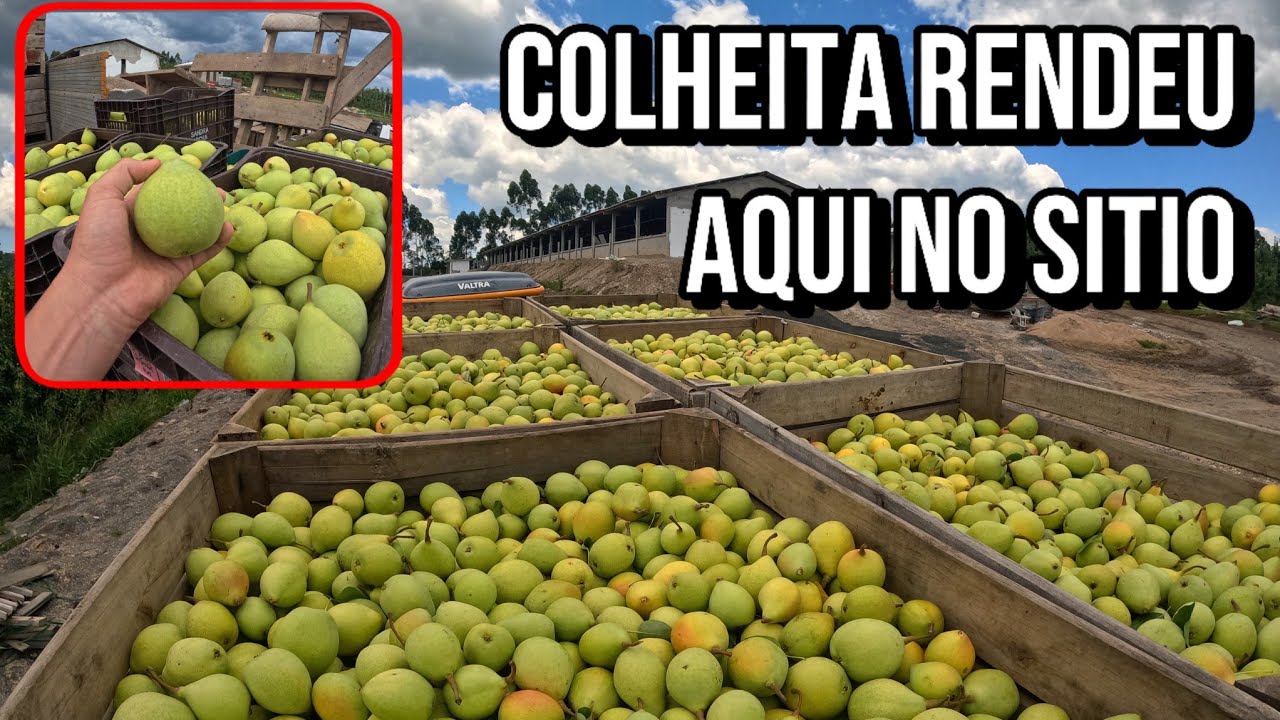 COLHEITA DE PERA AQUI NA ROÇA - frutas graúdas🙏😁