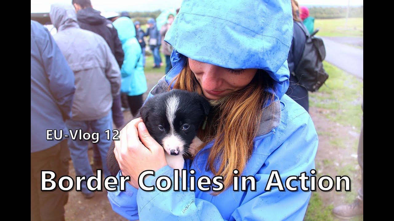 EU-Vlog12 | Leault Working Sheepdogs Farm | Border Collies in Action! | Schottlandreise