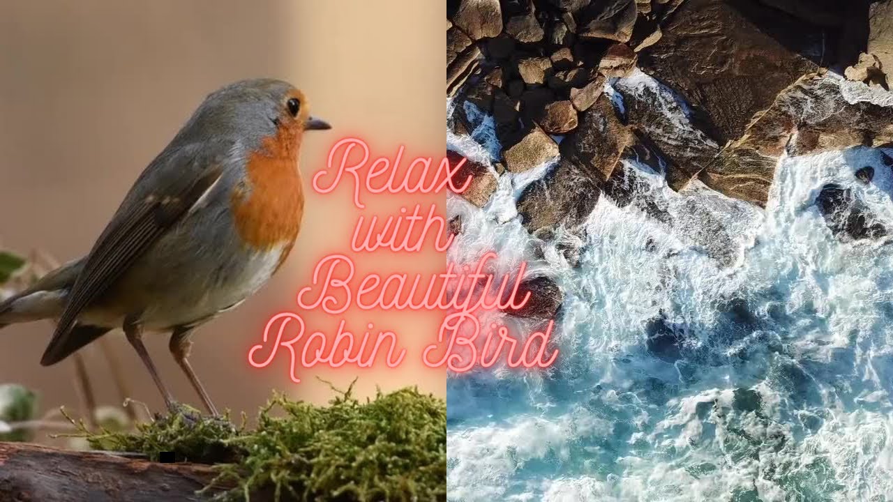 Soothing Relaxing Meditation music with beautiful Robin Bird and River water.