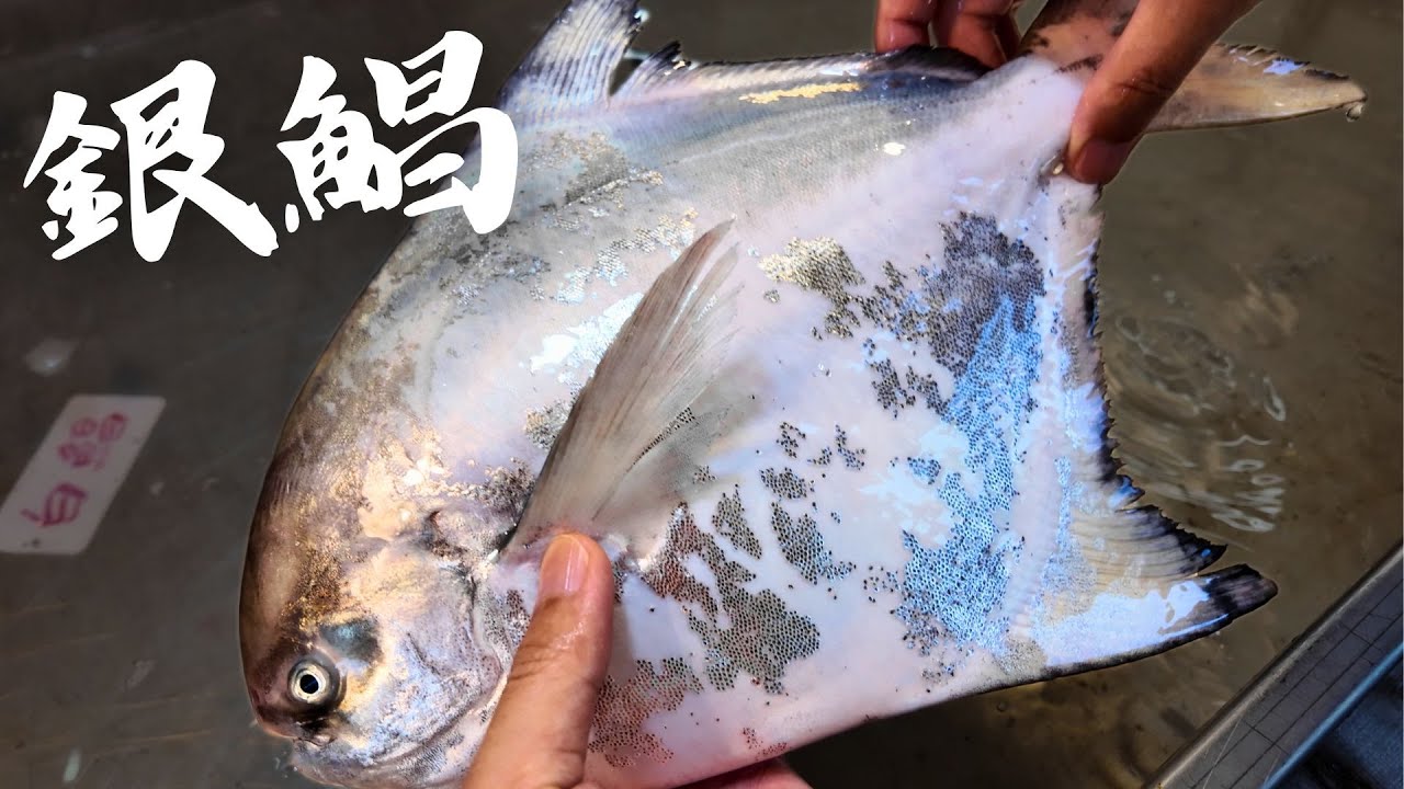 【去你家做生魚片】用頂級米味噌做西京燒！巨大白鯧兩吃，這才是待客之道。