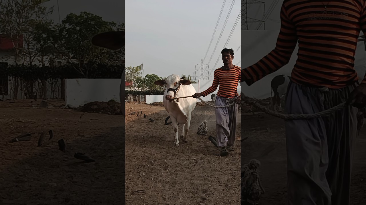 Northern Bypass Mandi Update 2026 | Red Brahman Gaint Bull & Gulabi Bachriyan | #cattlewithmani