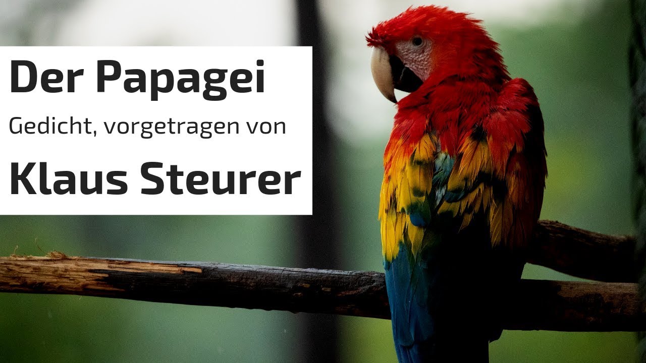 Klaus Steurer / Der Papagei / Gedicht