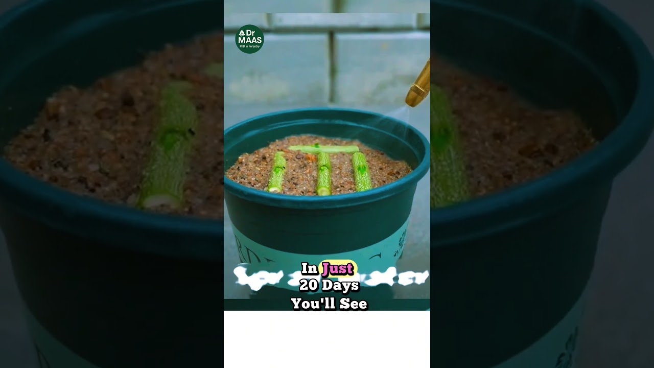 سر تكاثر النباتات#زراعة #نباتات #تكاثر_النباتات #أفكار_زراعية #DIY_زراعة #عالم_النباتات