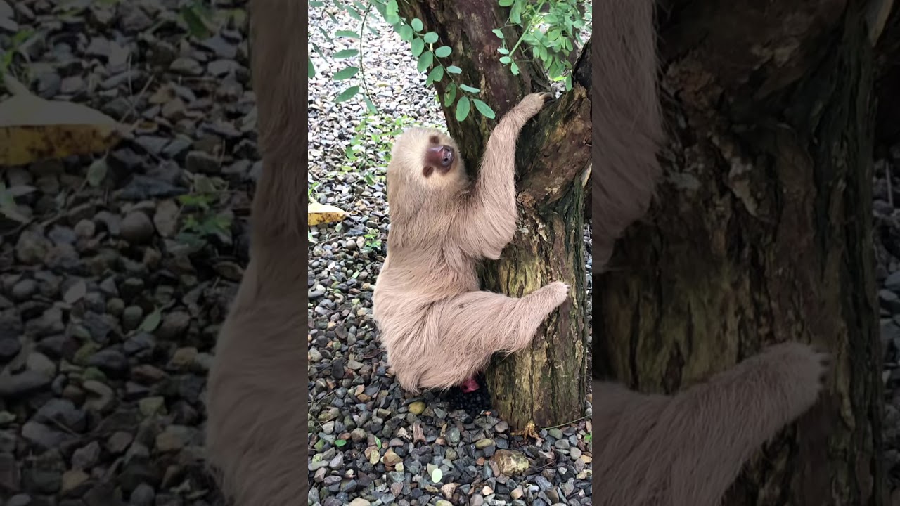 HAPPY SLOTH POOPING