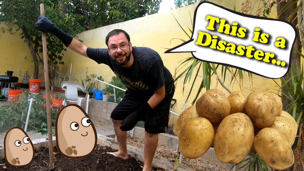 How To Plant Invisible Potatoes | Where Did All of My Potatoes Go? | When A Harvest Goes Wrong