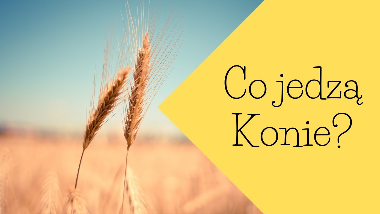 Co jedzą Konie