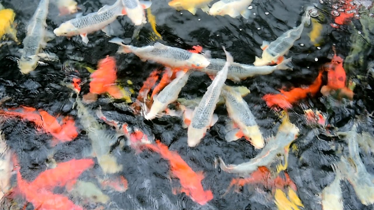 Modern Koi Blog #934 - Niigata Spezial: Oya Koi Farm