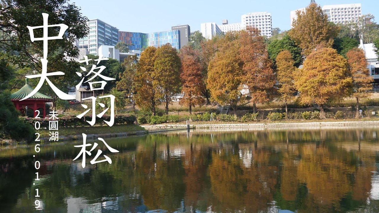 中大未圓湖 欣賞落羽松正是時候 銀杏已落得所剩無幾 4K