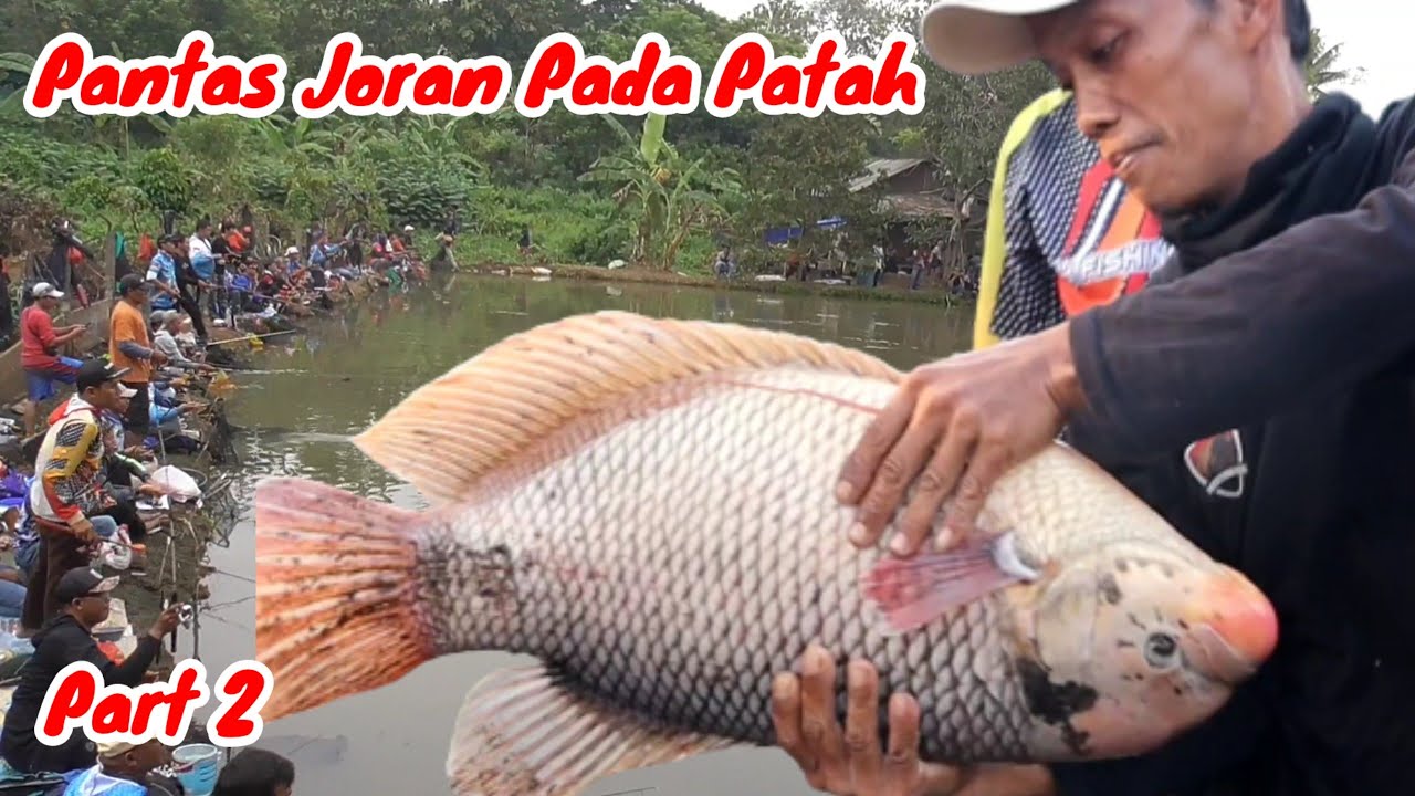 DAHSYATNYA TARIKAN GURAME BABON | MANCING BORONGAN BAWAL 22 JUTA