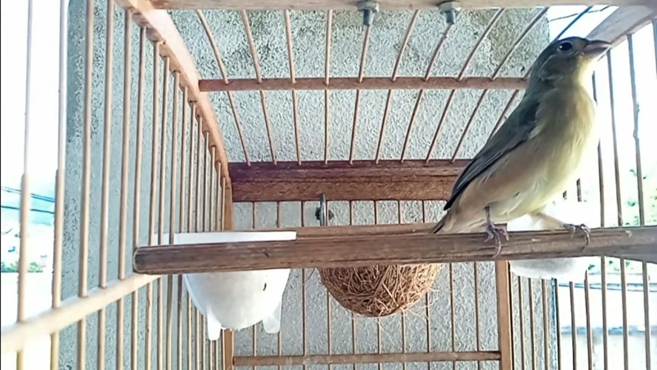 FAZ CANTA NA MESMA HORA 