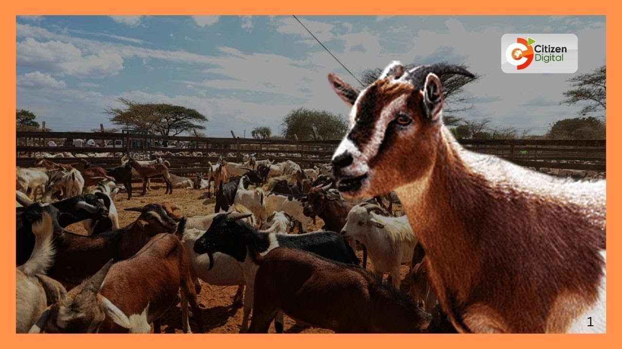 Baringo’s Kimalel Goat Auction goes digital ahead of festive season