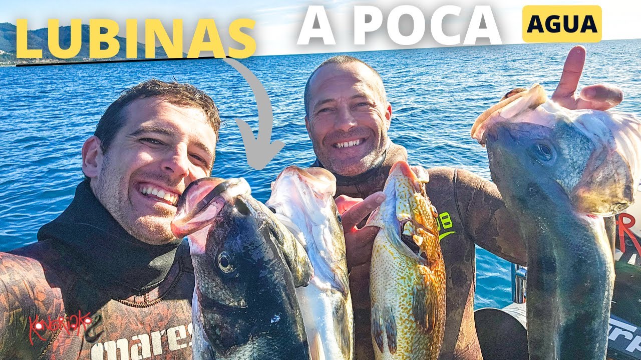 🎯 PESCANDO LUBINAS XL a MUY POCA AGUA 🌊 | Aguas CRISTALINAS en Galicia 🐟✅ PESCA SUBMARINA