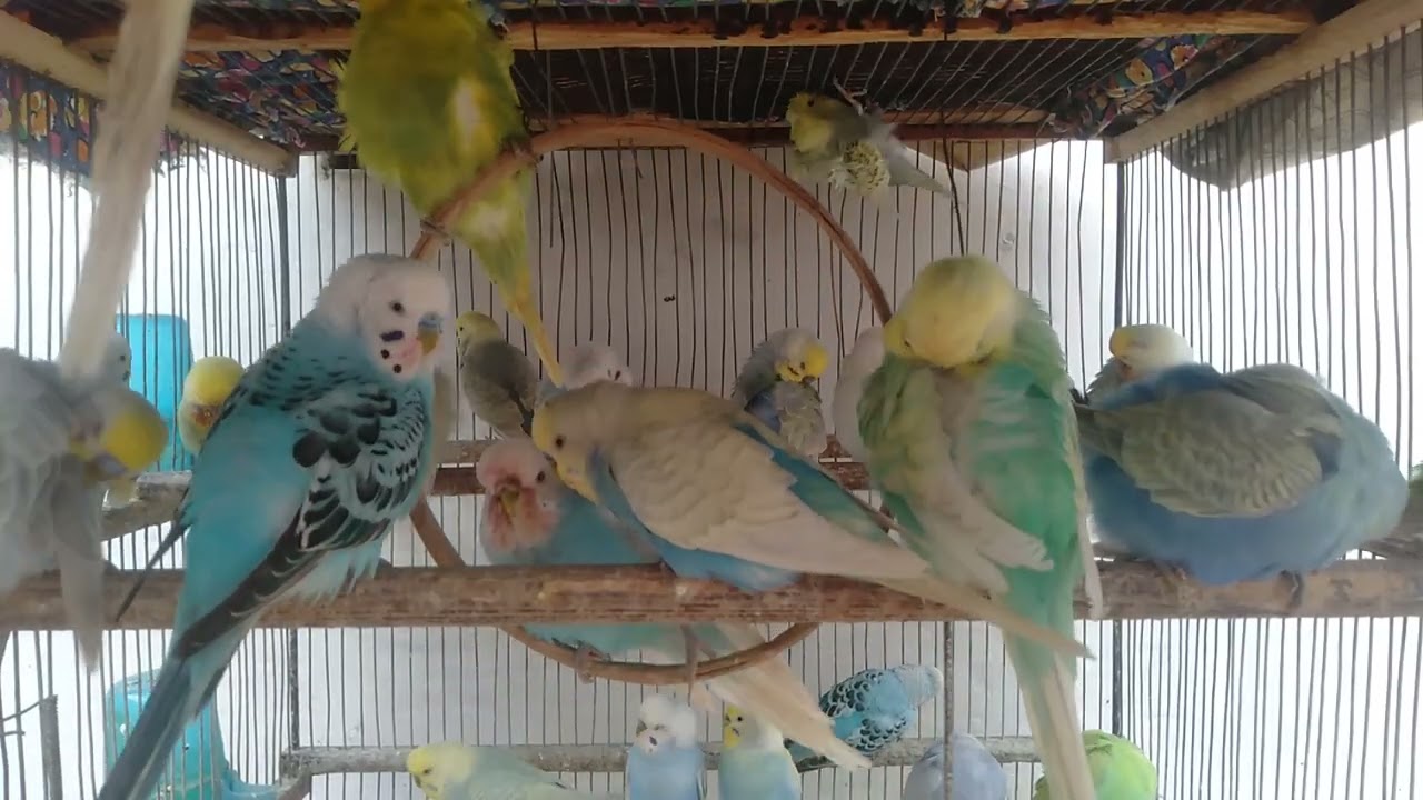 Talking Budgies and Parrots Non Stop Laughs #Budgies #Parrots #FunnyBudgies #CuteBirds #Parakeets #T