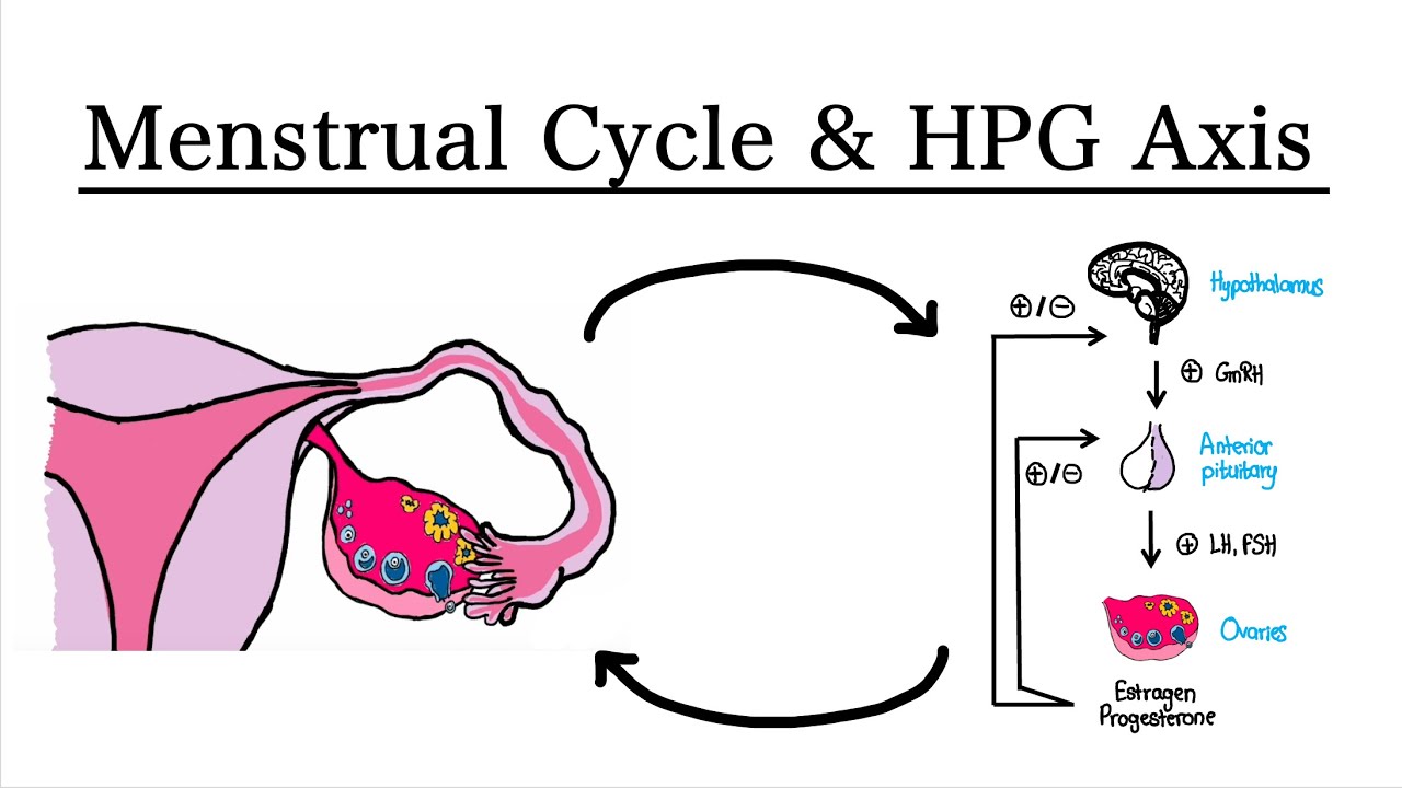 Menstrual Cycle and Hypothalamus-Pituitary-Ovarian Axis | MCAT Biology