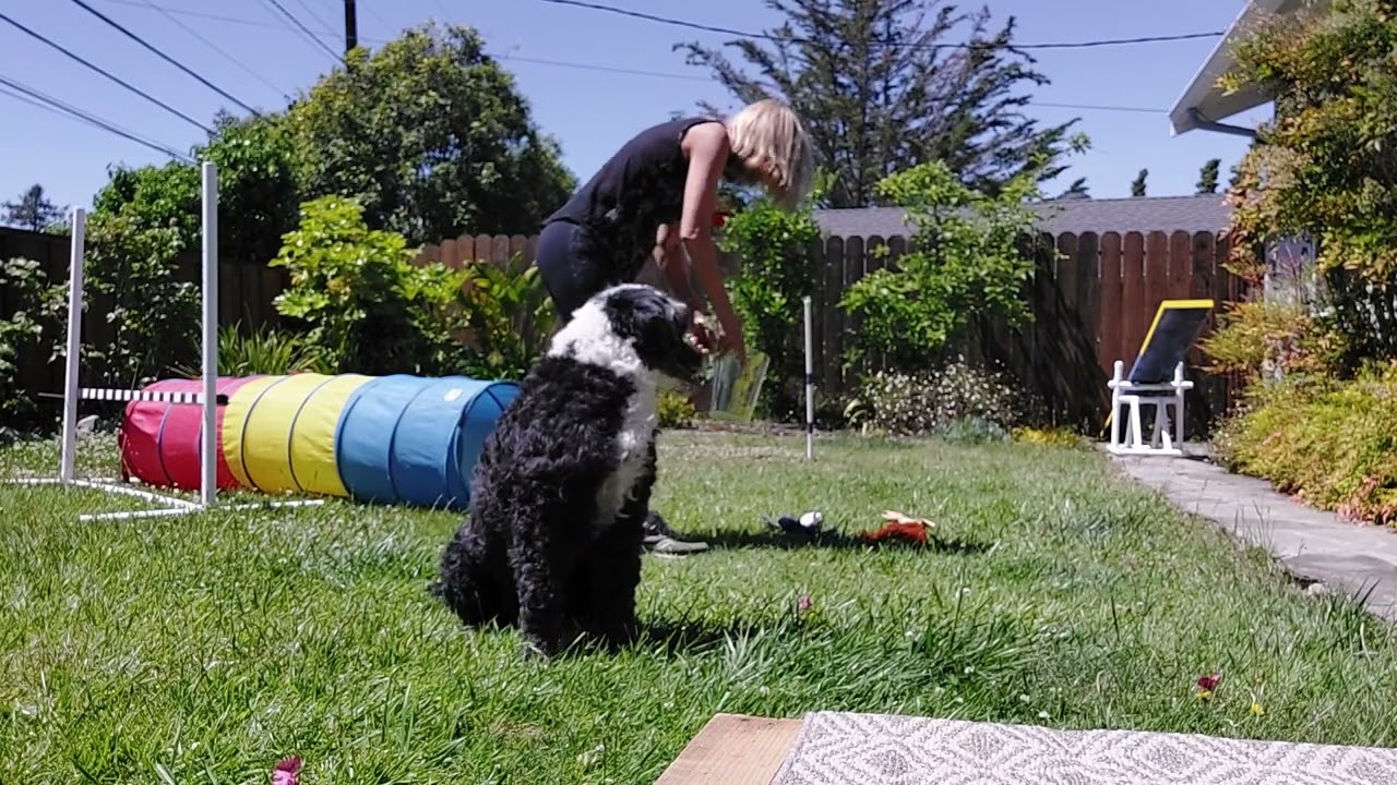 Trick Dog Championship by Ember the Portuguese Water Dog