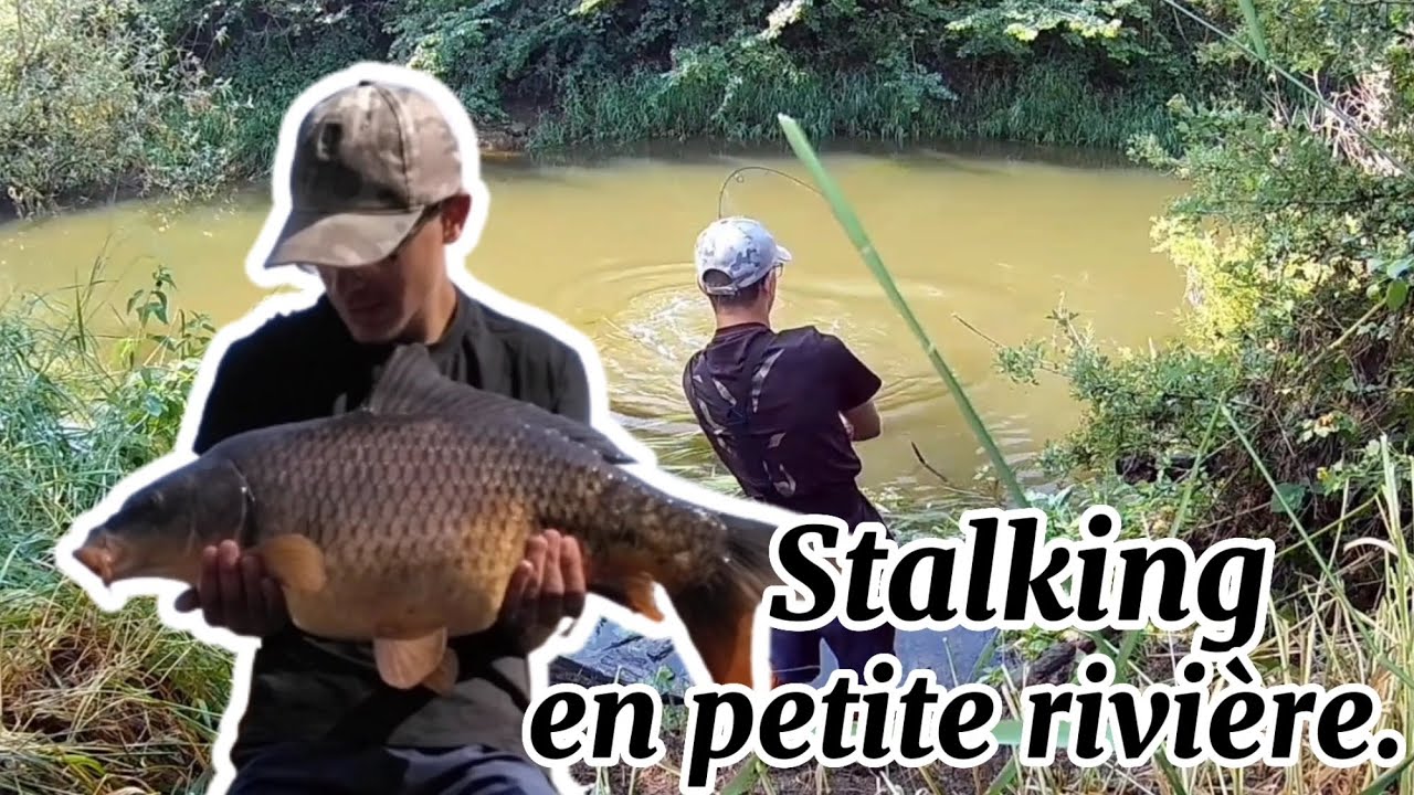 Pêche de la Carpe en petite rivière , méthode STALKING au pain !