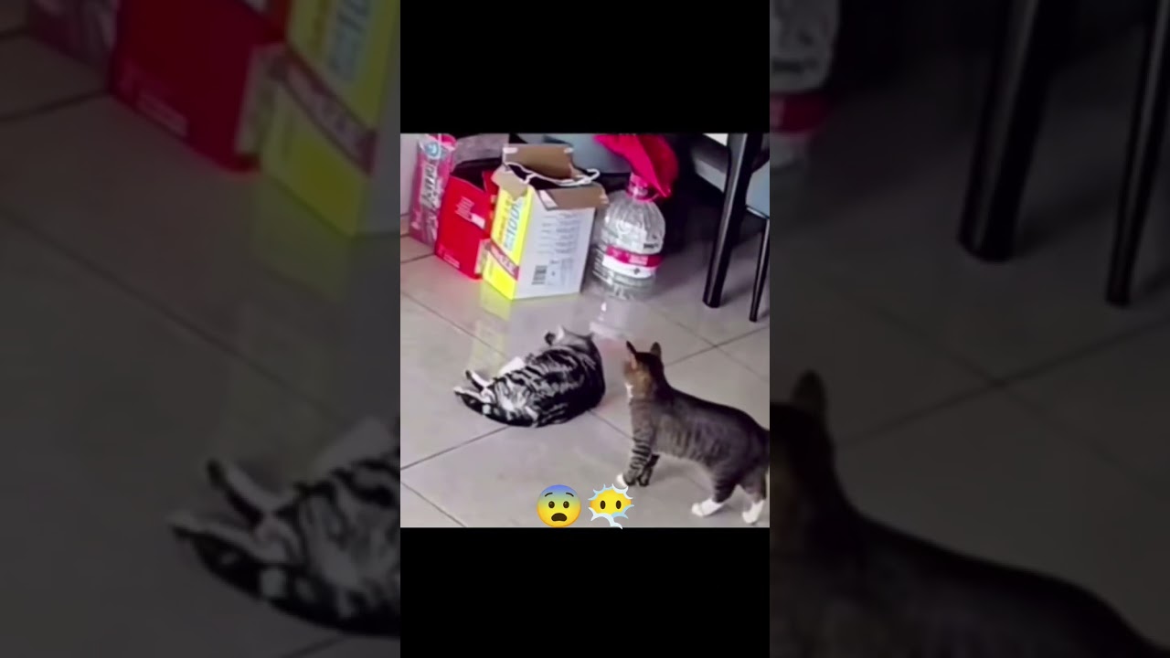 泰喵压顶😨结怨很久咯😰😰