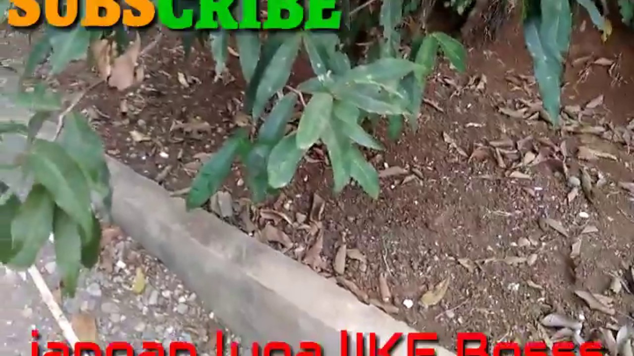 CARA TERNAK KROTO SEMI ALAM