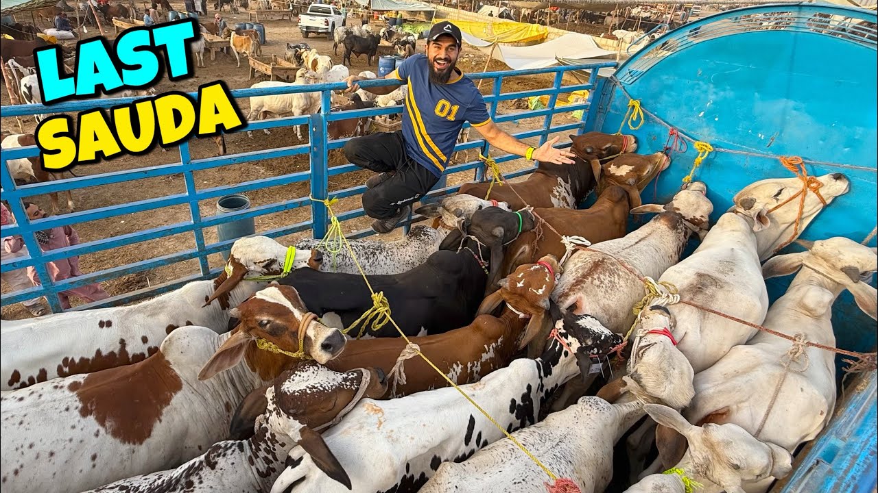 2025 ka akhri aur sab se bara sauda kar lia 🥰🐂 Kitne janwar lye ?