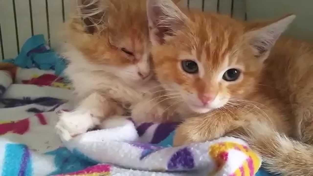 Hissy New Fosters!