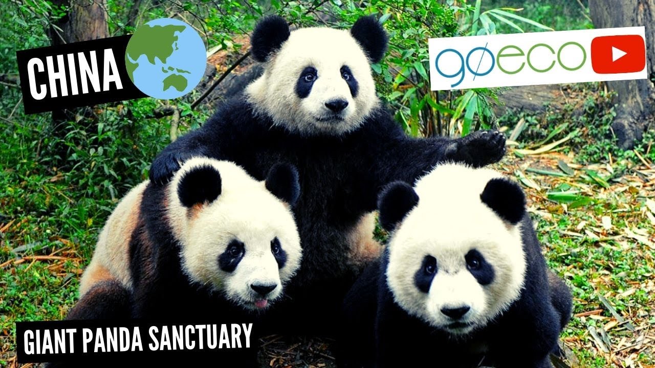 GoEco VOLUNTEER Trip Vlog - The Sanctuary SAVING China’s Giant Pandas