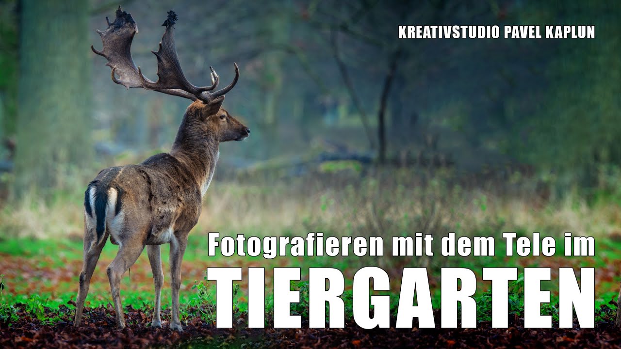 Fotografieren im Tiergarten mit dem Tele