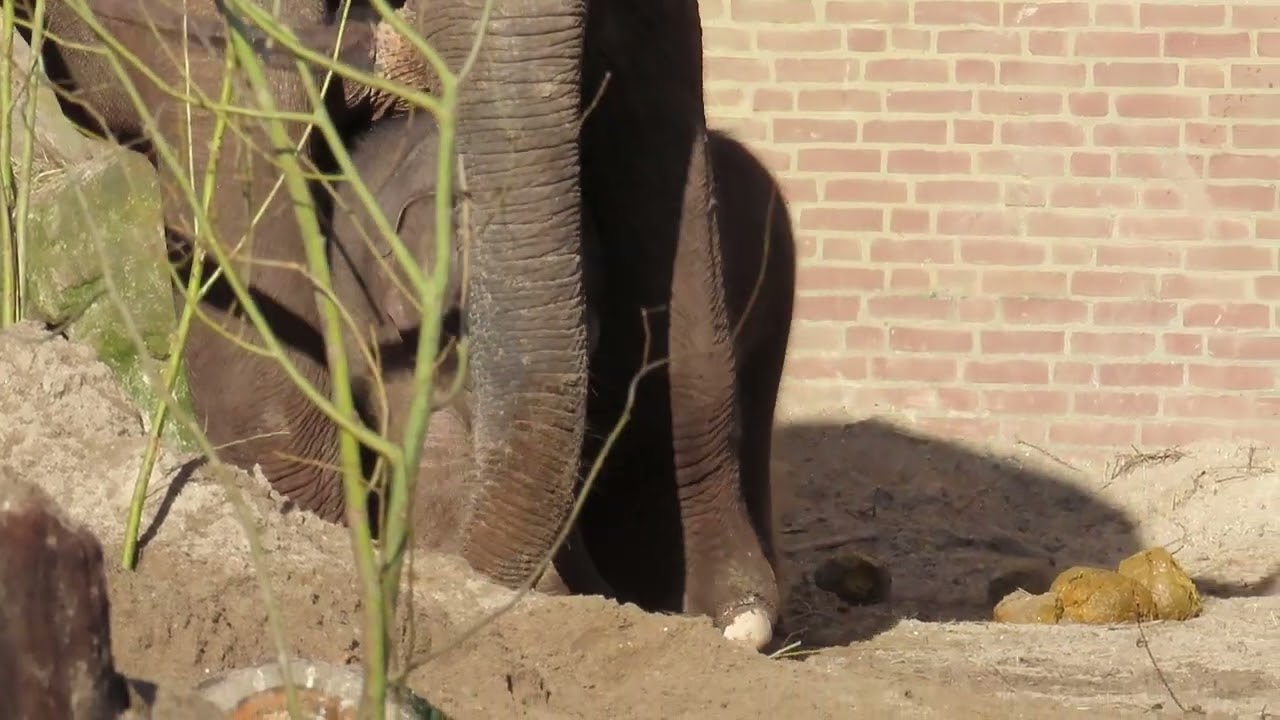 Mook en zijn halfzusje samen in beeld.