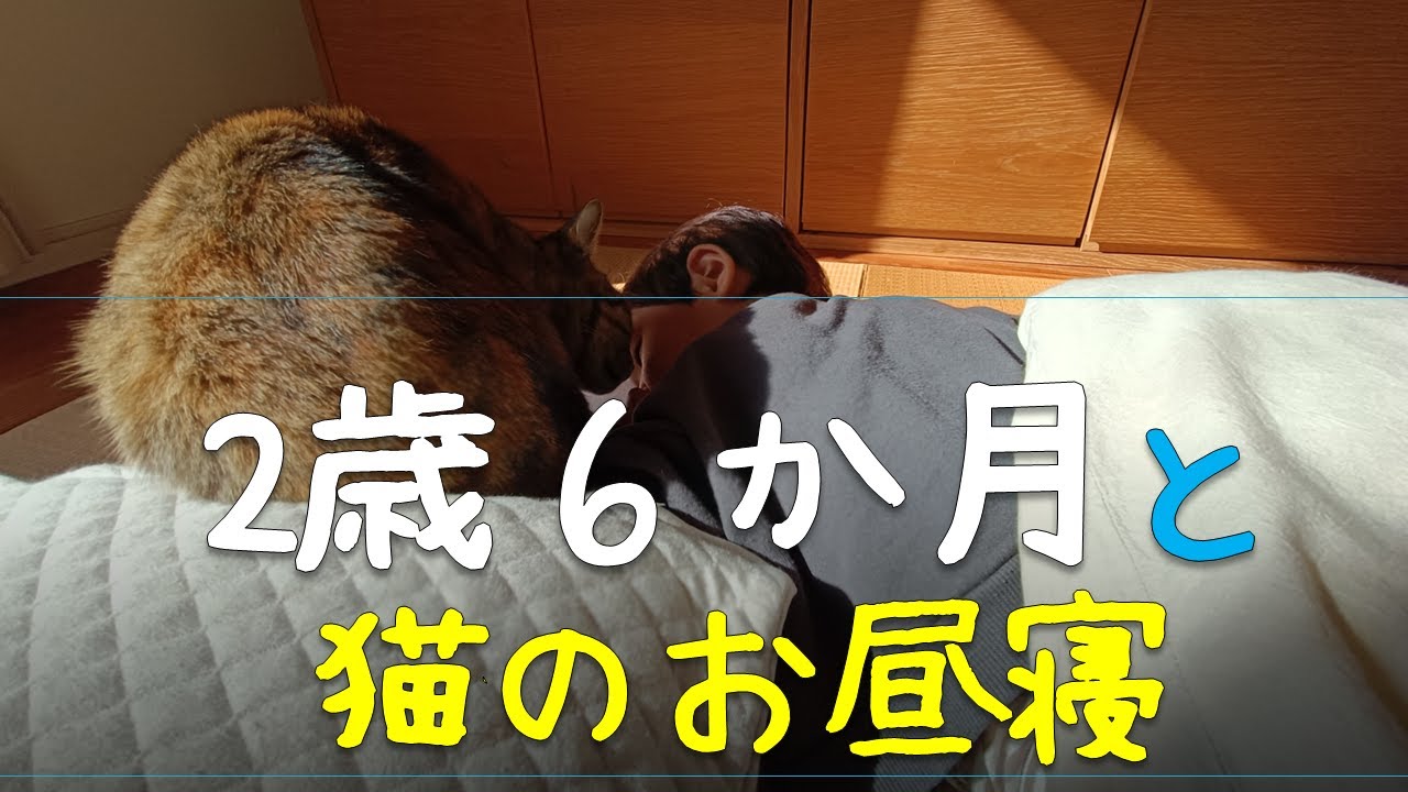 【2歳6か月】子供と猫in昼寝TIME