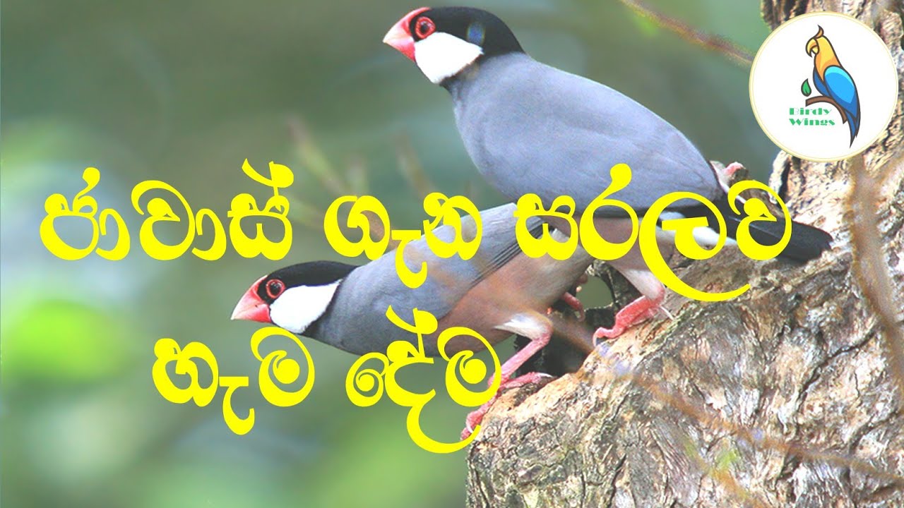 How to breed java finch | Java finch breeding guide in sinhala | @Birdy Wings