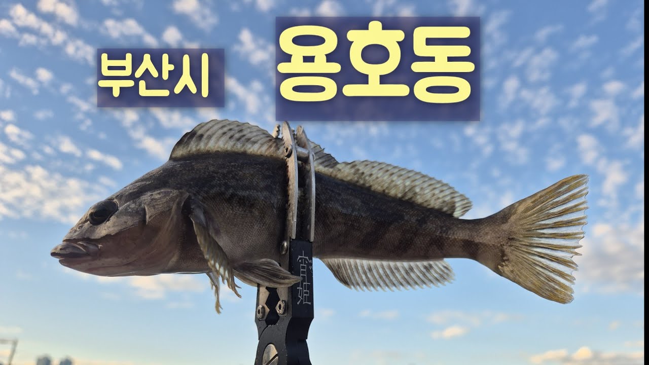 용호동 어촌계에서 짬낚했습니다. #아징 #부산낚시 #낚시 #짬낚전갱이tv #ajing