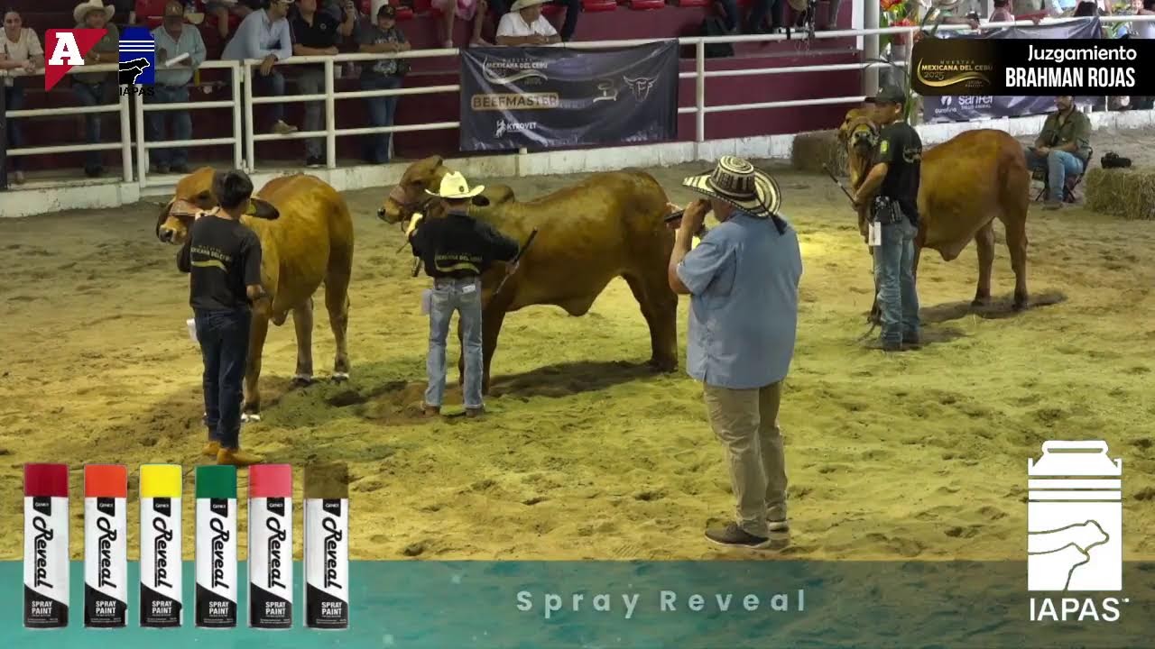 Juzgamiento Brahman Rojo  Hembras
