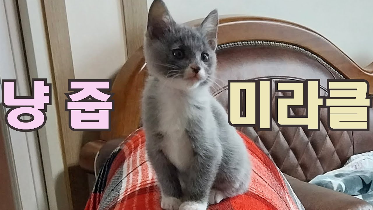 [자막]기적적으로 태어난 첫날 냥줍 입양된 아기고양이 100일 성장기록 몰아보기(1일차~ 100일차) #고양이구조 #냥줍 #새끼고양이 #rescuecats