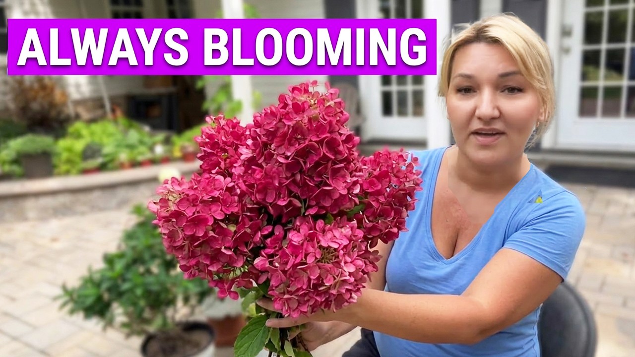 How to Plant Hydrangeas in Fall (Best Time for Strong Roots!)