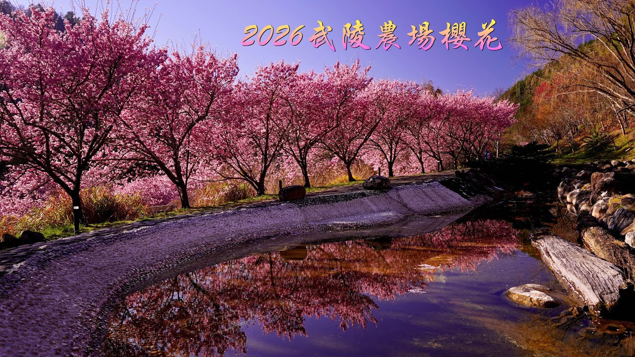 【南門林】2026武陵農場櫻花
