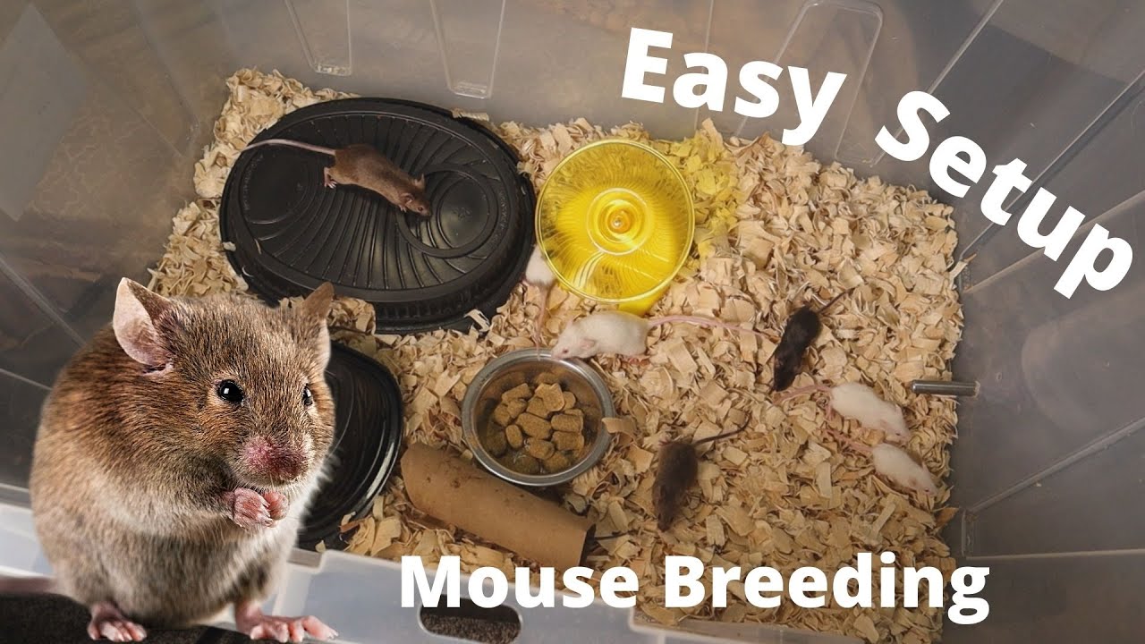 How To Setup & Breed Mice Or Rats |Cleaning Tubs|