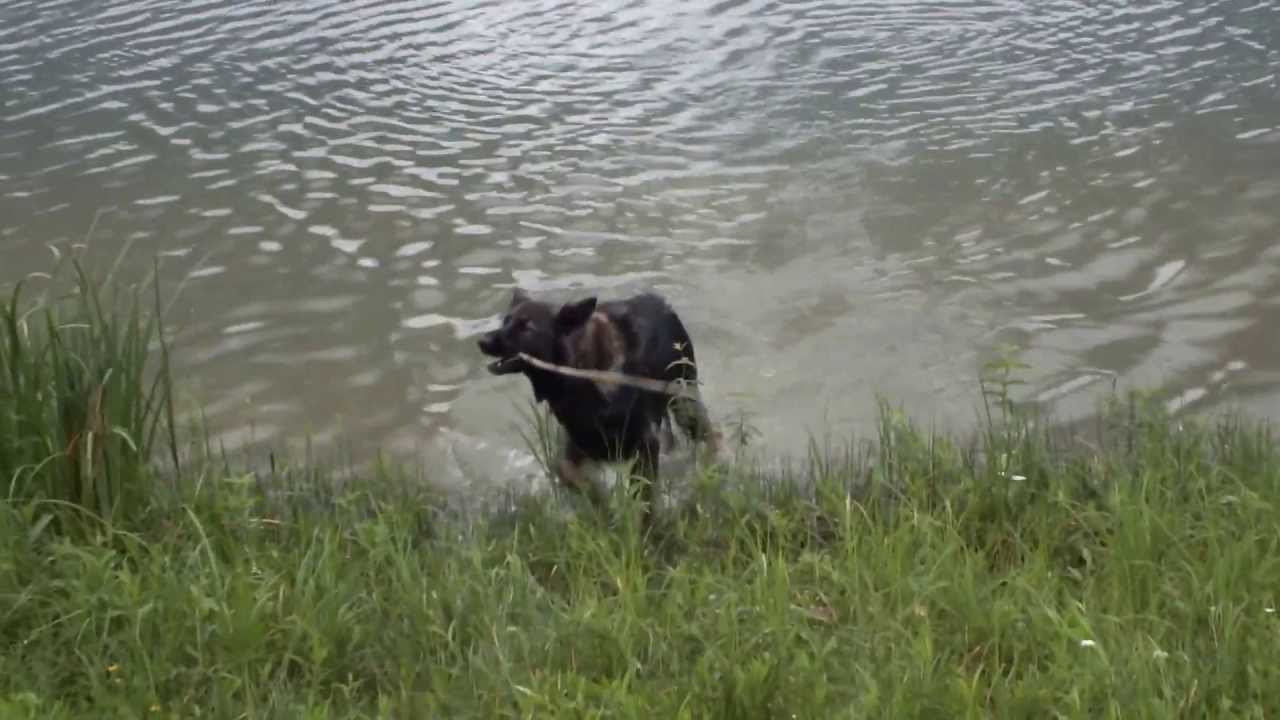 Nanouk aan het zwemmen in Lac Cormoranche 03-juli-2013