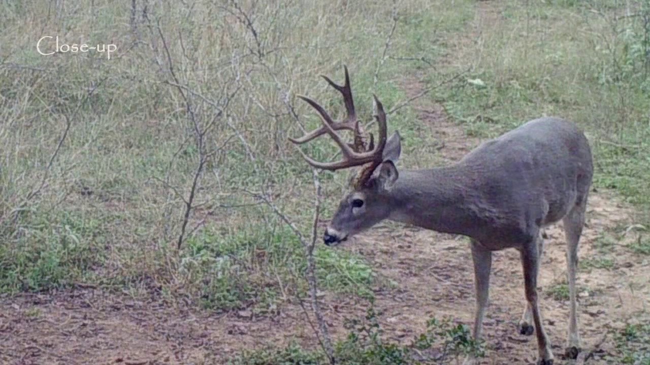 Texas deer in Rio Medina Winds