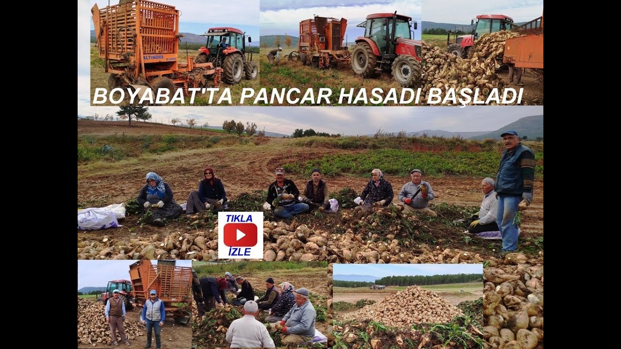 BOYABAT'TA 2024 YILI PANCAR HASADI BAŞLADI