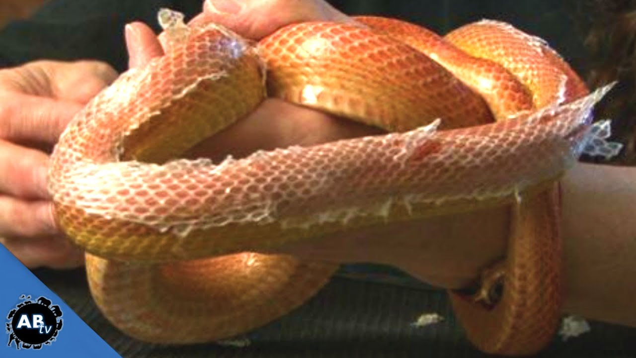 Fixing Snake Problems : SnakeBytesTV - Ep. 415 : AnimalBytesTV
