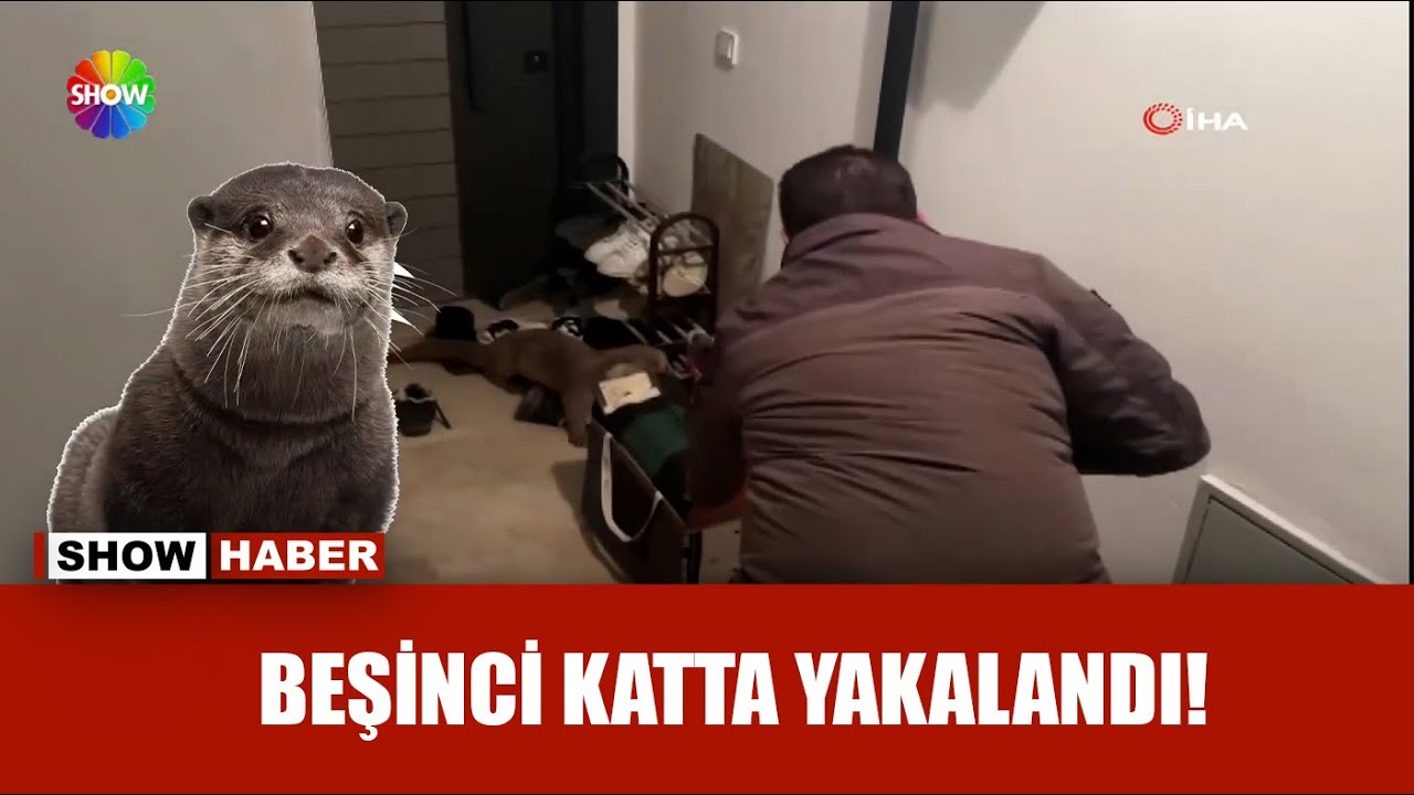 Su samuru apartmana girdi!