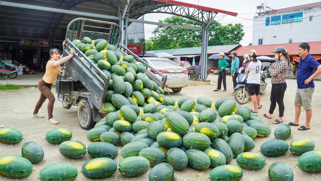Use 3-Wheeled To Harvest Lots Of Watermelons Goes To Countryside Market Sell | Free Bushcraft