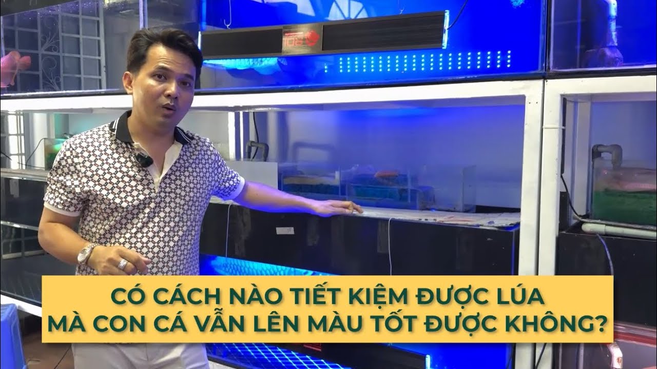 Cách để H.UYẾT LONG lên màu tốt nhưng lại tiết kiệm được lúa cho anh em đồng ngư