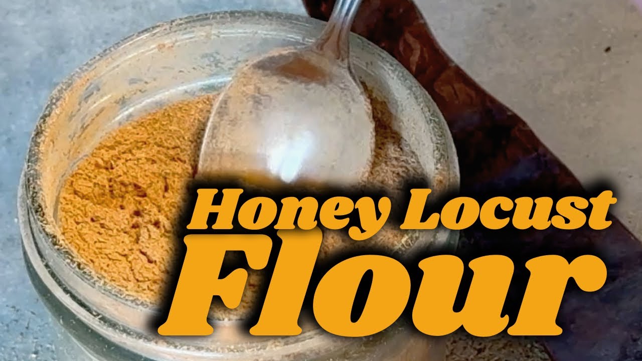 Foraging Honey Locust Pods to Make Sugar Flour (Part 1): From Pod to Powder