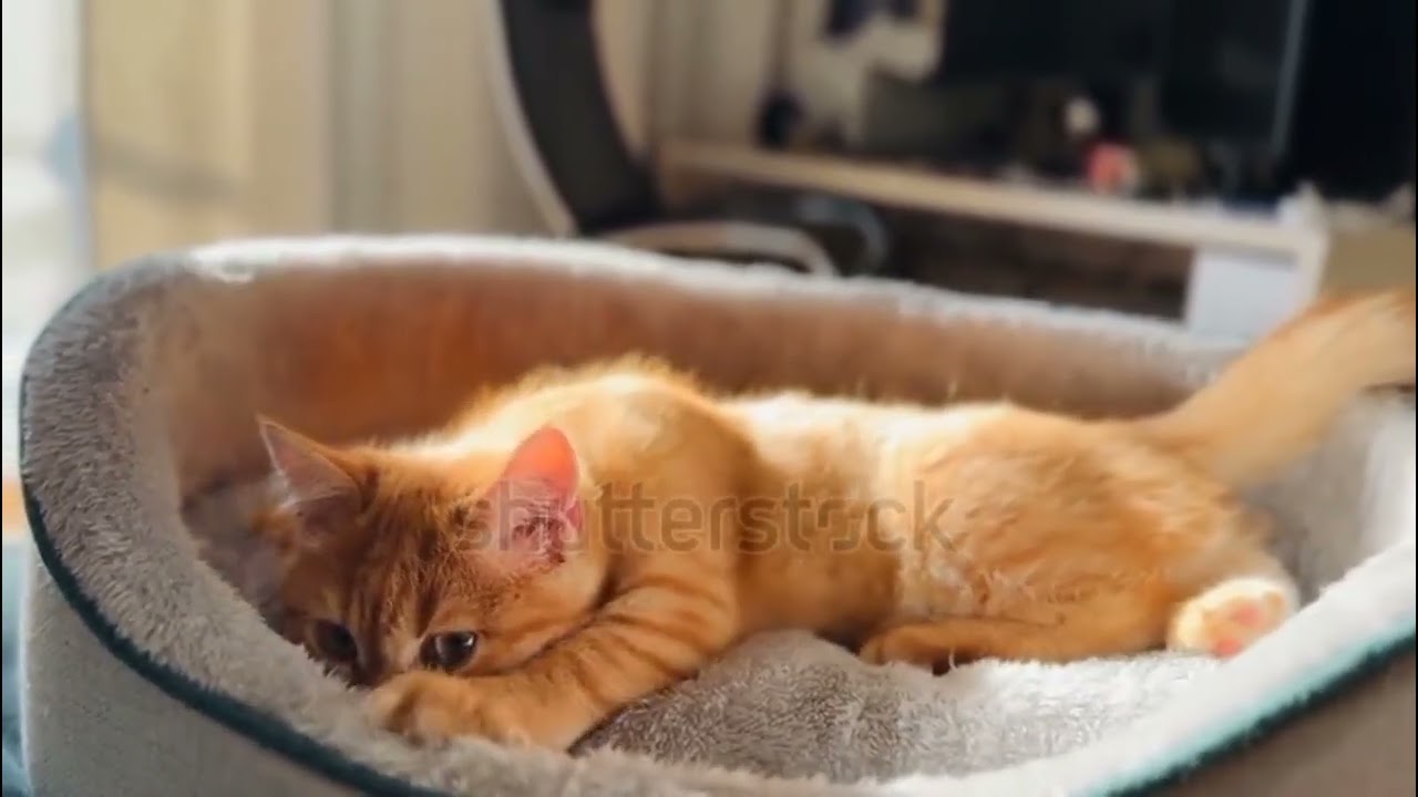 Adventures of KittensHilarious fun from feline anticsCats turn ordinary days into pure entertainment