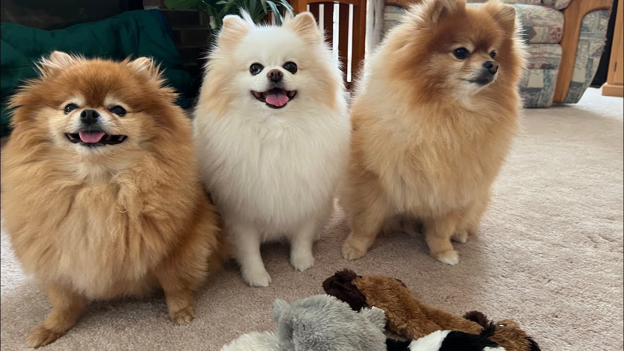 Pomeranians And Their New Toy: Unbelievable Excitement!