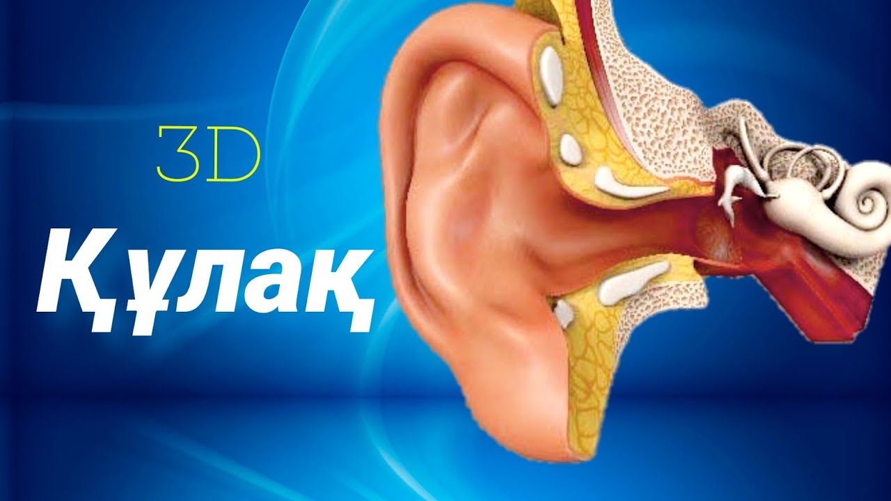 Құлақ | Құрылысы | Есту механизмі.         #ear #ухо #құлақ