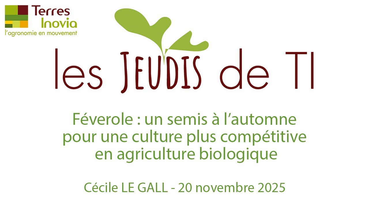 Féverole : un semis à l’automne pour une culture plus compétitive en agriculture biologique