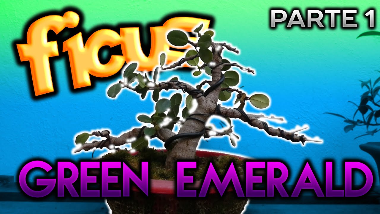 Ficus Green Emerald (Parte 1)
