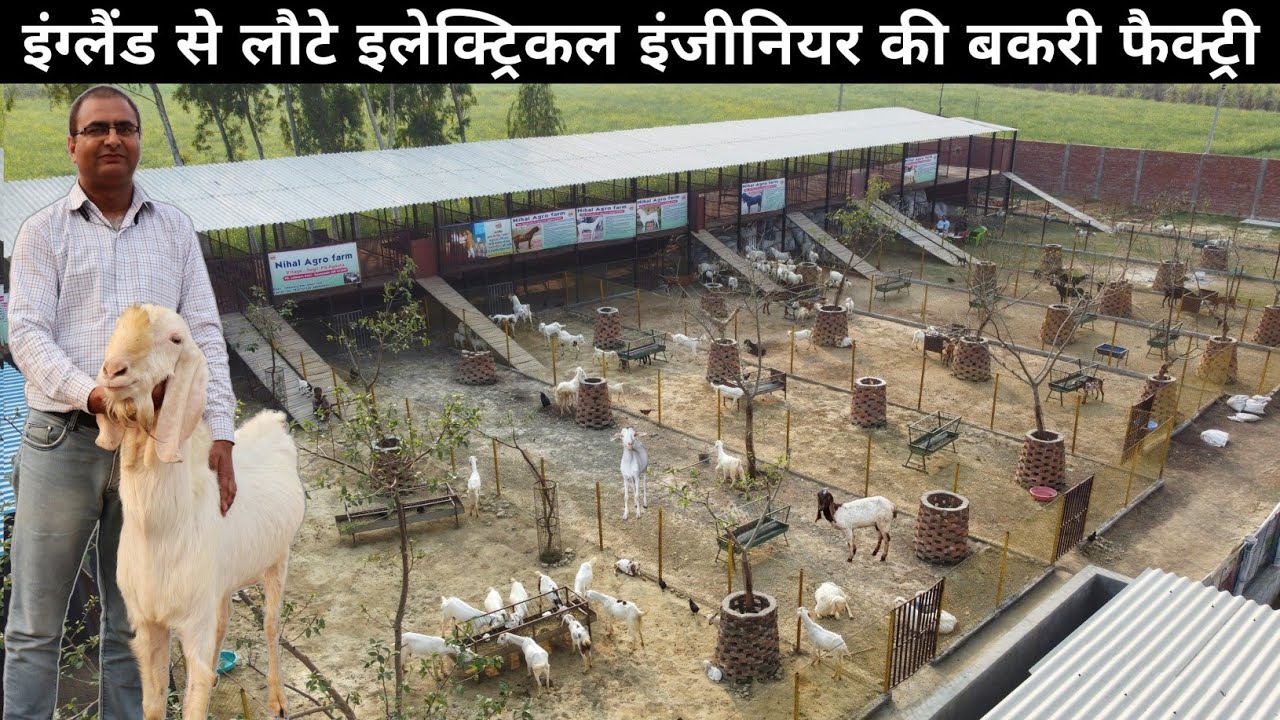 इंग्लैंड रिटर्न इलेक्ट्रिकल इंजीनियर का Goat Farming मॉडल | Bakri Palan